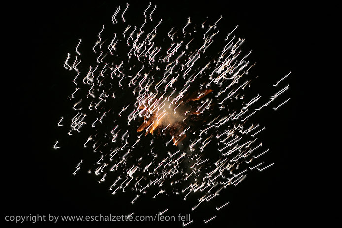 20081206stbarbedhoil026